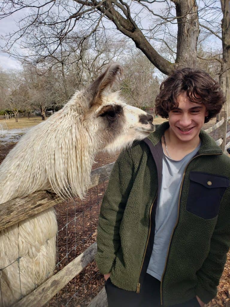 Llama in Binney Wakefield Arboretum