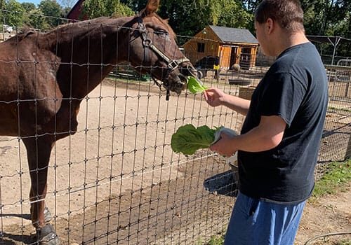 Student Feeding Horse